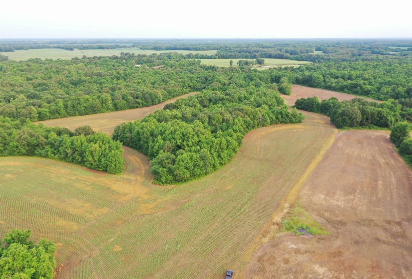 Drone / aerial view of a forest