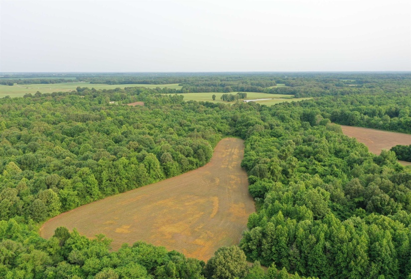 Aerial view of a forest