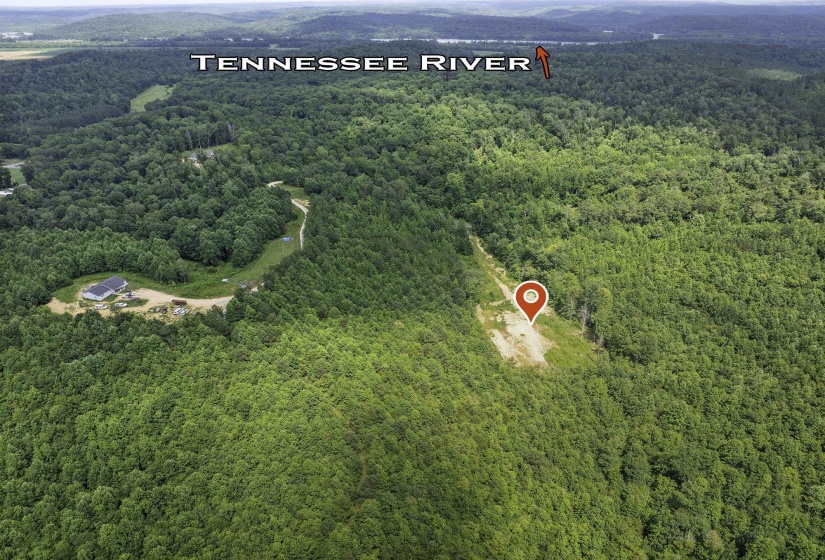 Aerial view of a forest
