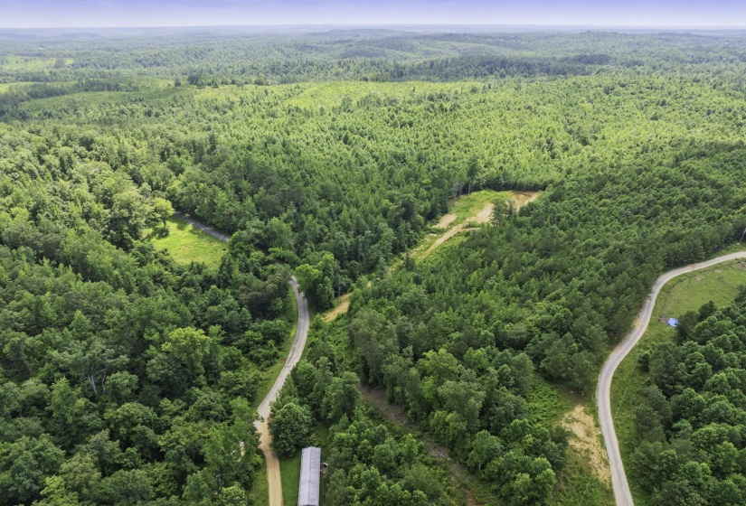 Aerial view of a forest
