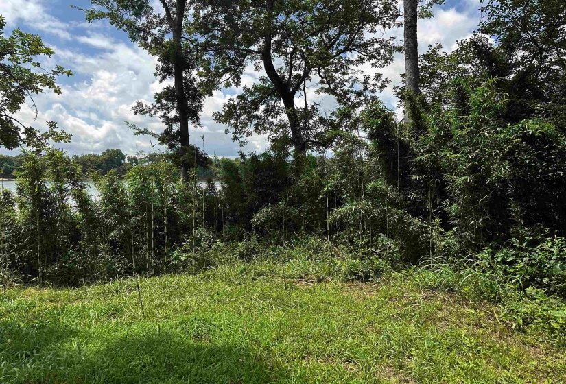 View of local wilderness