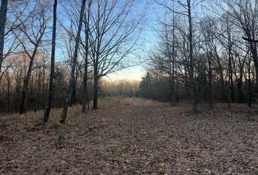 View of nature at dusk