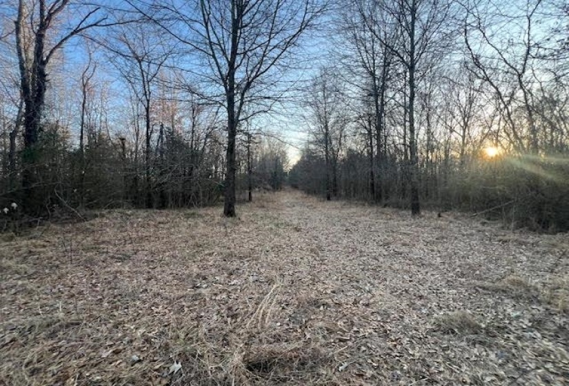 View of nature at dusk