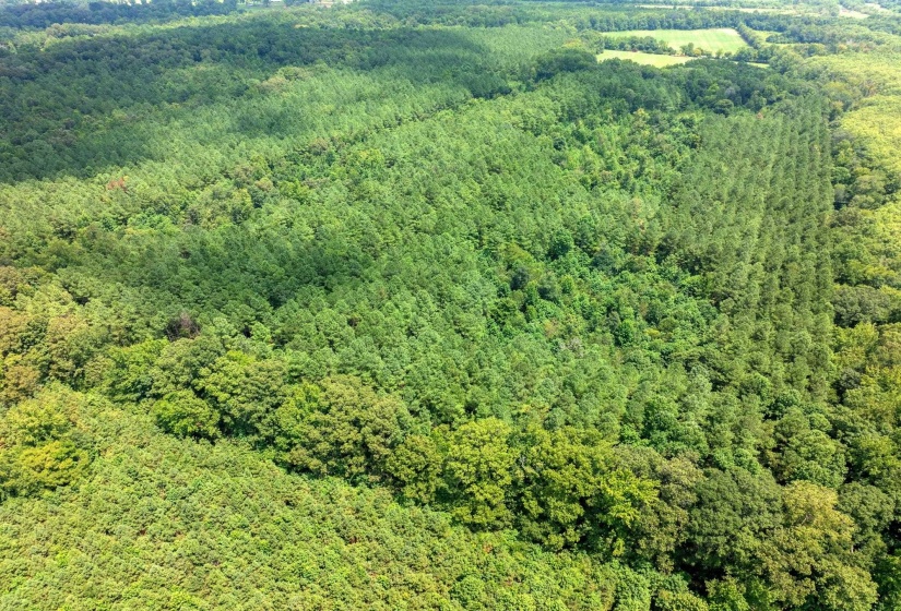 0 DARDEN RD, Darden, Tennessee 38328, 0 , 0 ,0,Land,For Sale,DARDEN,0,10202884