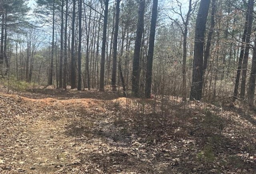 View of local wilderness with a forest view