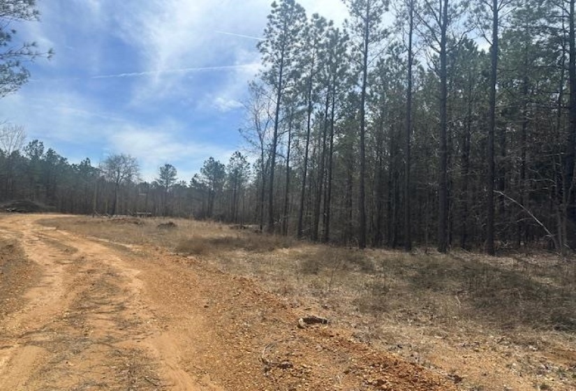 View of road featuring a view of trees