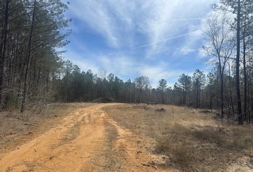 View of street with a forest view