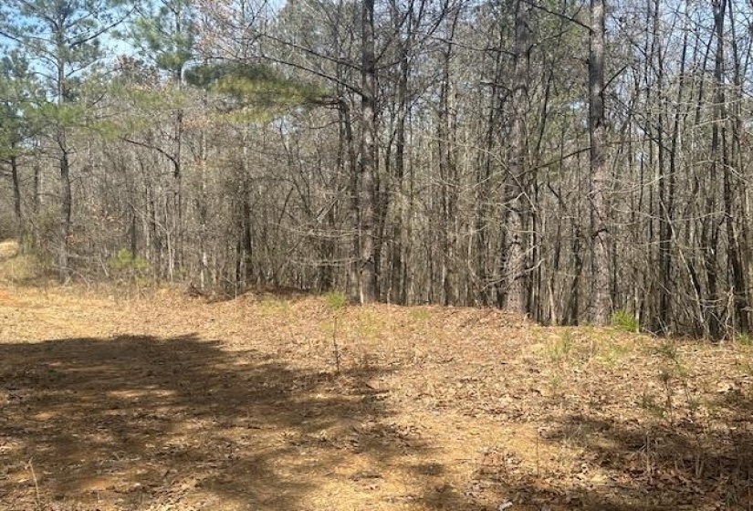 View of nature