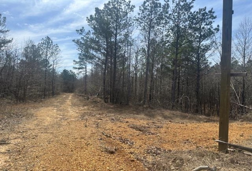 View of nature