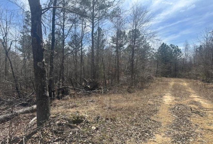 View of local wilderness featuring a view of trees