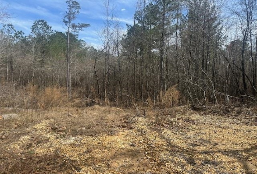 View of local wilderness