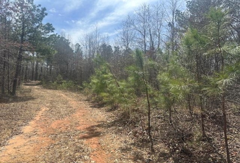 View of local wilderness with a view of trees