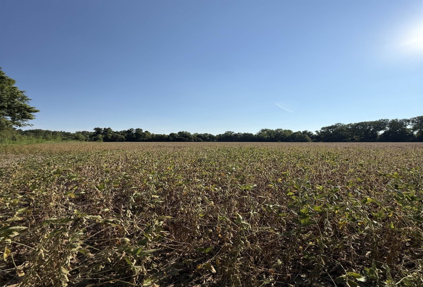 View of local wilderness featuring rural landscape and large plots for crops