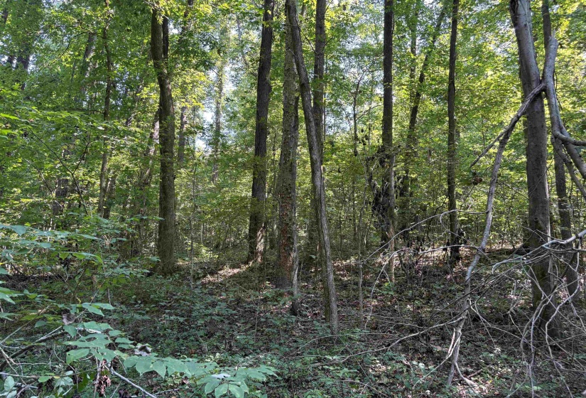 0 WATKINS RD, Millington, Tennessee 38053, ,Land,For Sale,WATKINS,10203950