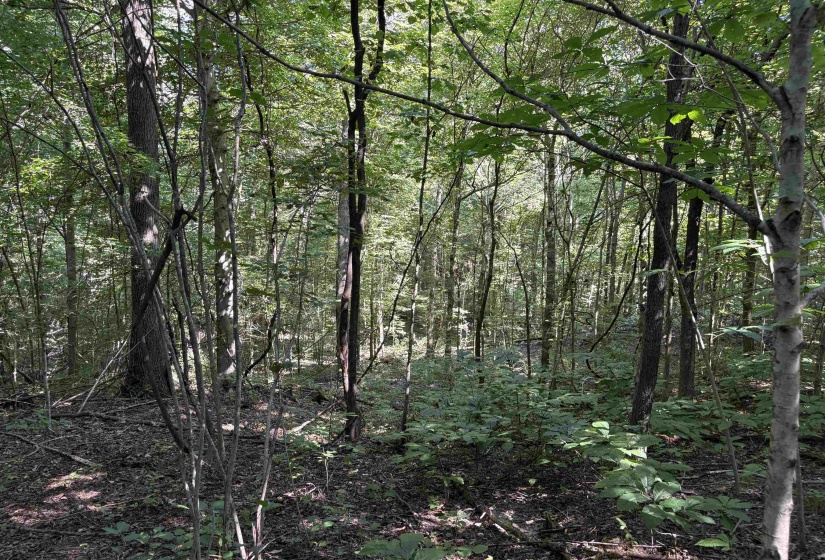 0 WATKINS RD, Millington, Tennessee 38053, ,Land,For Sale,WATKINS,10203950