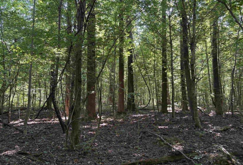View of wooded area