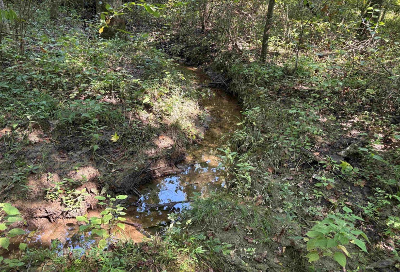 View of undeveloped land