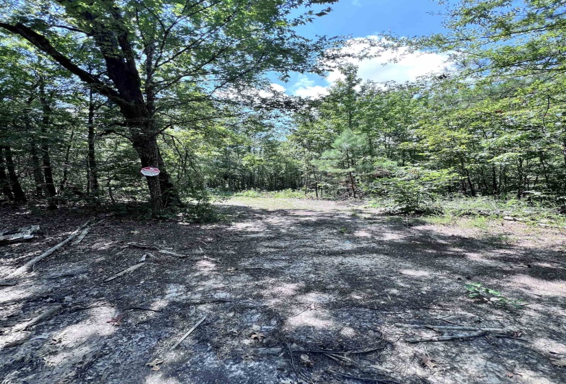 View of yard featuring a view of trees