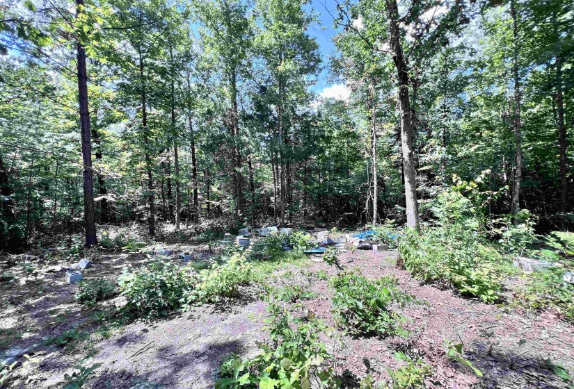 View of woods