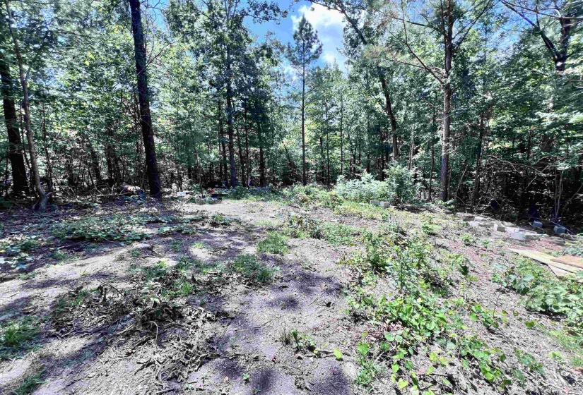 View of tree filled area
