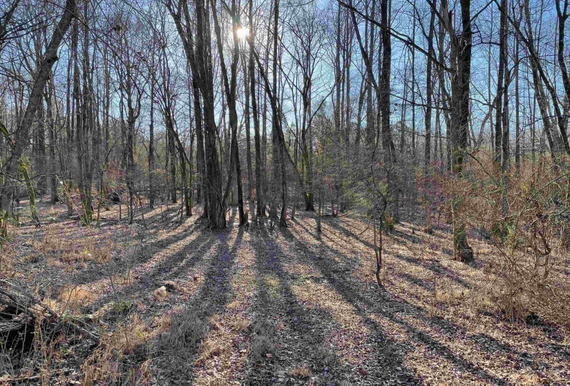 385 MONTEREY DR, Unincorporated, Tennessee 38017, 0 , 0 ,0,Land,For Sale,MONTEREY,0,10204341