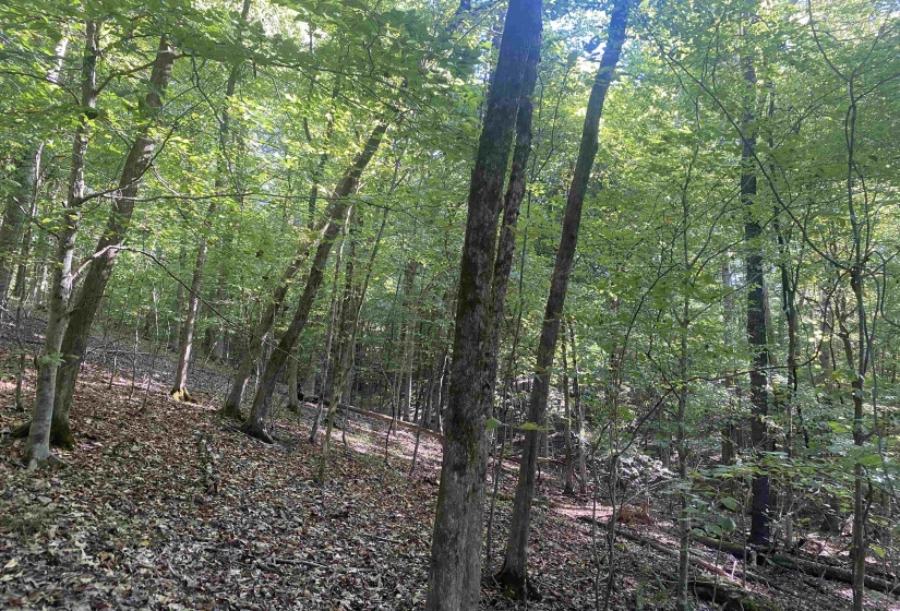 1 FRIENDSHIP LOOP, Savannah, Tennessee 38372, 0 , 0 ,0,Land,For Sale,FRIENDSHIP,0,10204604