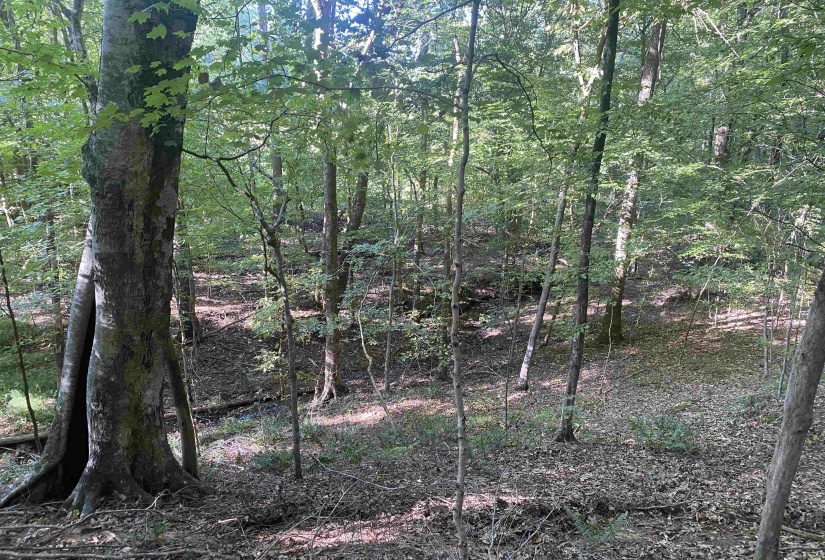 1 FRIENDSHIP LOOP, Savannah, Tennessee 38372, 0 , 0 ,0,Land,For Sale,FRIENDSHIP,0,10204604