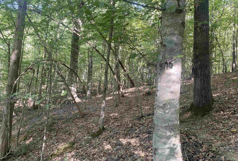 1 FRIENDSHIP LOOP, Savannah, Tennessee 38372, 0 , 0 ,0,Land,For Sale,FRIENDSHIP,0,10204604