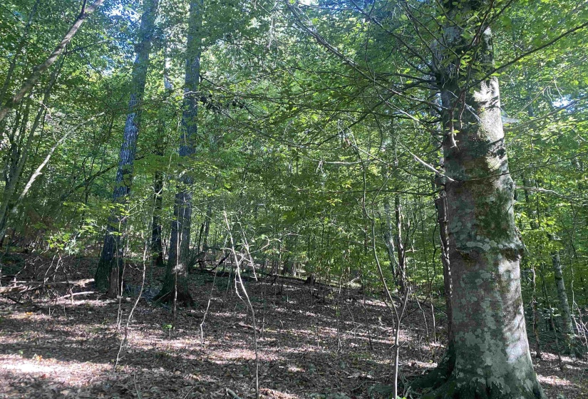 1 FRIENDSHIP LOOP, Savannah, Tennessee 38372, 0 , 0 ,0,Land,For Sale,FRIENDSHIP,0,10204604