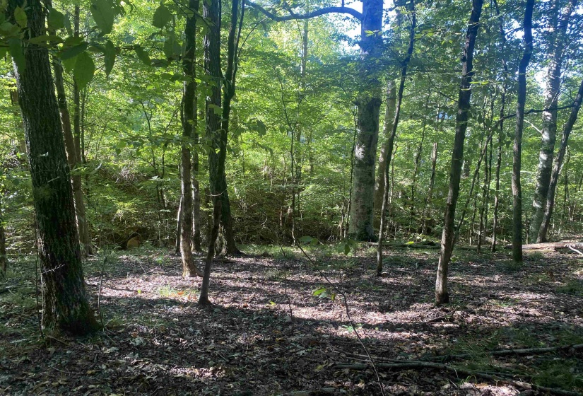 1 FRIENDSHIP LOOP, Savannah, Tennessee 38372, 0 , 0 ,0,Land,For Sale,FRIENDSHIP,0,10204604