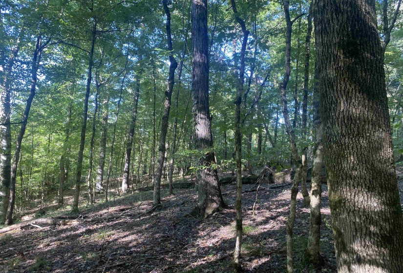 1 FRIENDSHIP LOOP, Savannah, Tennessee 38372, 0 , 0 ,0,Land,For Sale,FRIENDSHIP,0,10204604