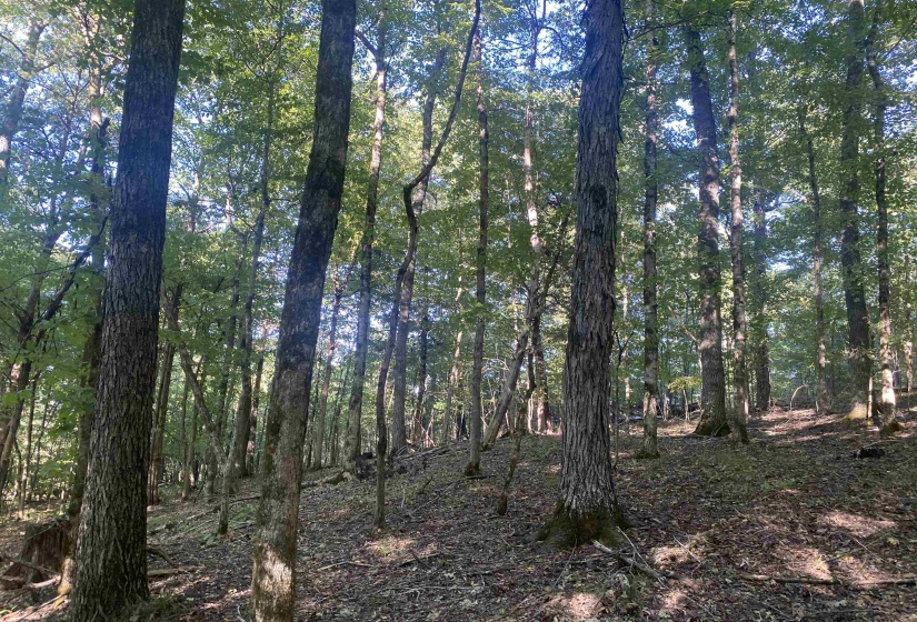 1 FRIENDSHIP LOOP, Savannah, Tennessee 38372, 0 , 0 ,0,Land,For Sale,FRIENDSHIP,0,10204604