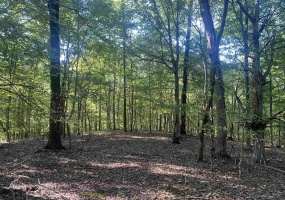 1 FRIENDSHIP LOOP, Savannah, Tennessee 38372, 0 , 0 ,0,Land,For Sale,FRIENDSHIP,0,10204604 1 FRIENDSHIP LOOP, Savannah, Tennessee 38372, 0 , 0 ,0,Land,For Sale,FRIENDSHIP,0,10204604
