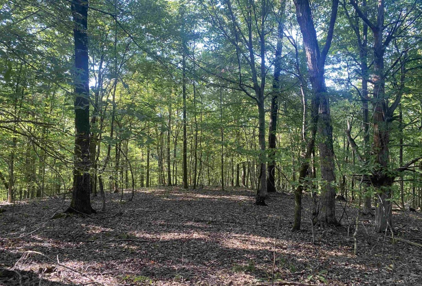 1 FRIENDSHIP LOOP, Savannah, Tennessee 38372, 0 , 0 ,0,Land,For Sale,FRIENDSHIP,0,10204604