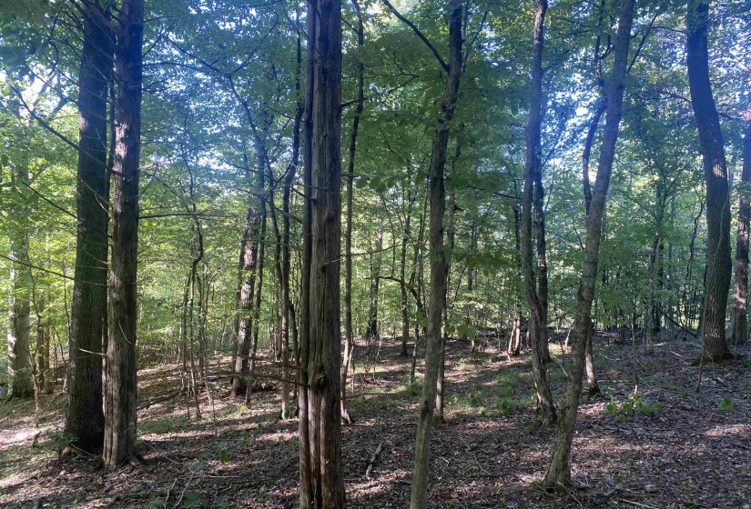1 FRIENDSHIP LOOP, Savannah, Tennessee 38372, 0 , 0 ,0,Land,For Sale,FRIENDSHIP,0,10204604