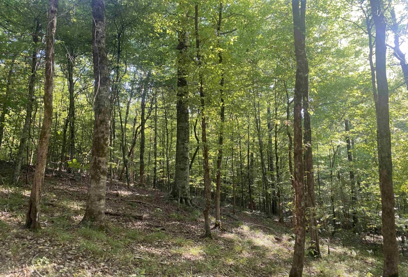 1 FRIENDSHIP LOOP, Savannah, Tennessee 38372, 0 , 0 ,0,Land,For Sale,FRIENDSHIP,0,10204604
