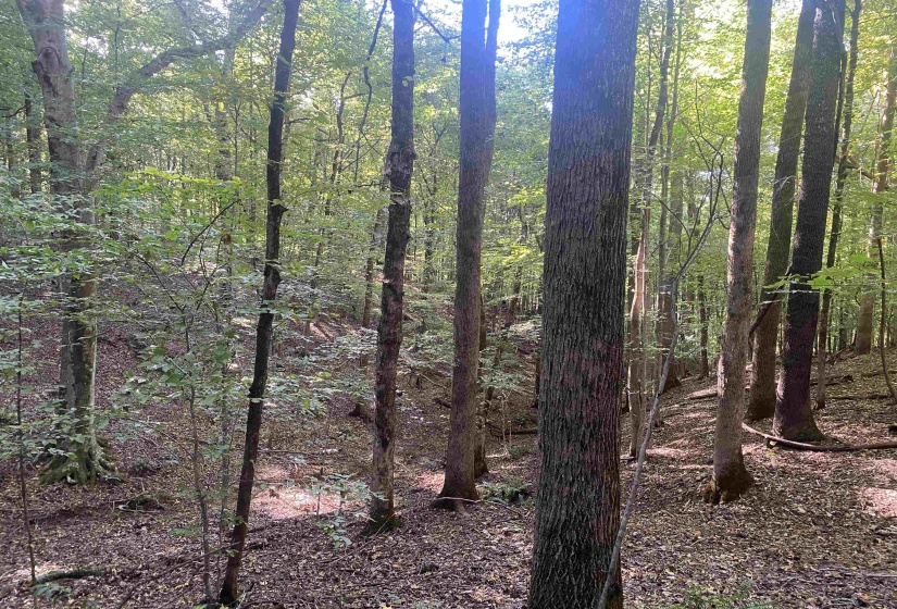 1 FRIENDSHIP LOOP, Savannah, Tennessee 38372, 0 , 0 ,0,Land,For Sale,FRIENDSHIP,0,10204604