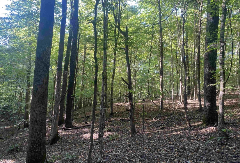 1 FRIENDSHIP LOOP, Savannah, Tennessee 38372, 0 , 0 ,0,Land,For Sale,FRIENDSHIP,0,10204604