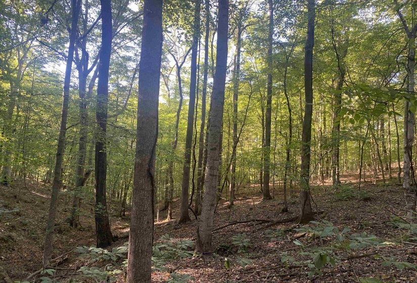 1 FRIENDSHIP LOOP, Savannah, Tennessee 38372, 0 , 0 ,0,Land,For Sale,FRIENDSHIP,0,10204604