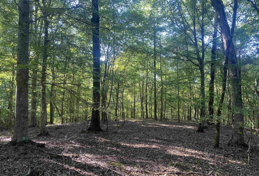 1 FRIENDSHIP LOOP, Savannah, Tennessee 38372, 0 , 0 ,0,Land,For Sale,FRIENDSHIP,0,10204604