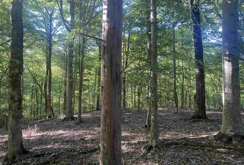 1 FRIENDSHIP LOOP, Savannah, Tennessee 38372, 0 , 0 ,0,Land,For Sale,FRIENDSHIP,0,10204604