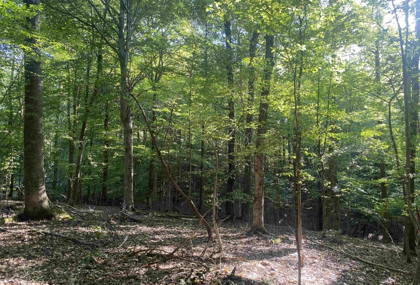 1 FRIENDSHIP LOOP, Savannah, Tennessee 38372, 0 , 0 ,0,Land,For Sale,FRIENDSHIP,0,10204604