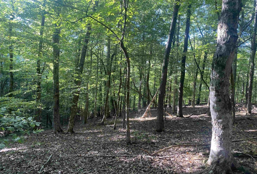 1 FRIENDSHIP LOOP, Savannah, Tennessee 38372, 0 , 0 ,0,Land,For Sale,FRIENDSHIP,0,10204604