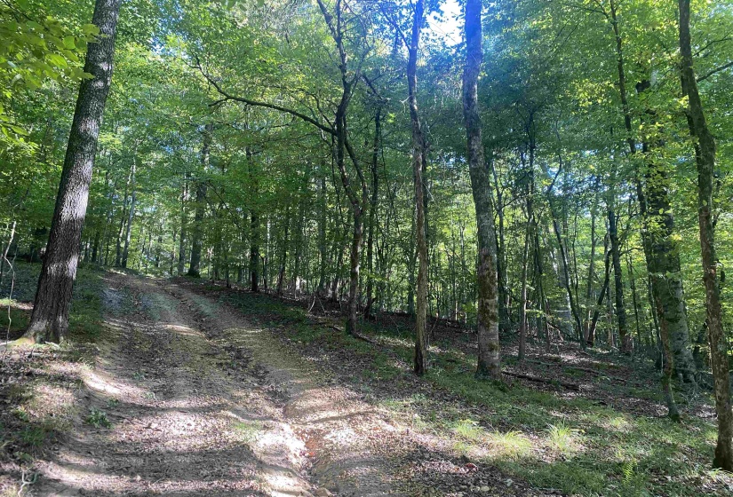 1 FRIENDSHIP LOOP, Savannah, Tennessee 38372, 0 , 0 ,0,Land,For Sale,FRIENDSHIP,0,10204604