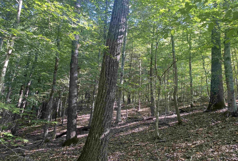 1 FRIENDSHIP LOOP, Savannah, Tennessee 38372, 0 , 0 ,0,Land,For Sale,FRIENDSHIP,0,10204604