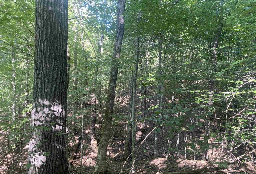 1 FRIENDSHIP LOOP, Savannah, Tennessee 38372, 0 , 0 ,0,Land,For Sale,FRIENDSHIP,0,10204604