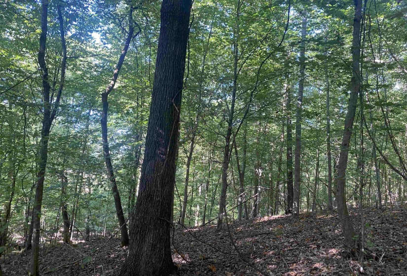 1 FRIENDSHIP LOOP, Savannah, Tennessee 38372, 0 , 0 ,0,Land,For Sale,FRIENDSHIP,0,10204604