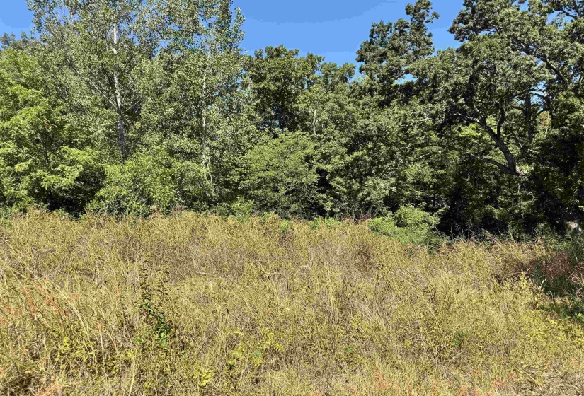 View of local wilderness