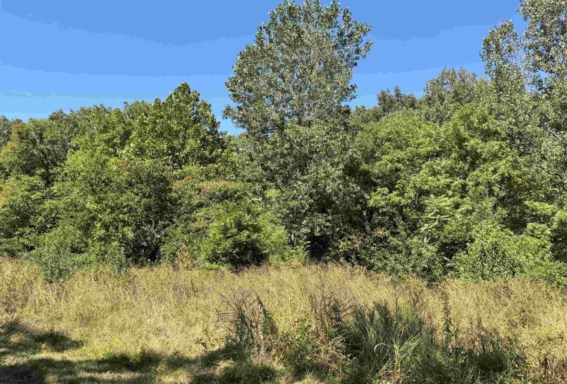 View of tree filled area