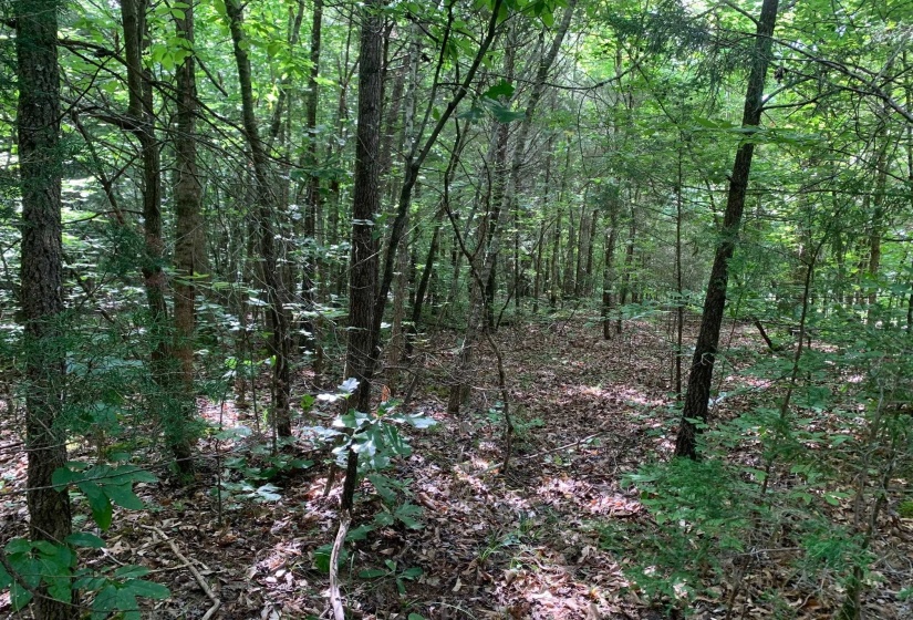 CAVE HOLLOW LN, Savannah, Tennessee 38372, ,Land,For Sale,10204855